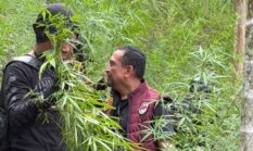 Kado Sumpah Pemuda, Polda Dan BNNP Aceh Ungkap 18 Hektare Ladang Ganja Di Aceh Utara